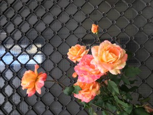 https://www.simonemassafra.com/files/gimgs/th-78_IMG_5947.jpg