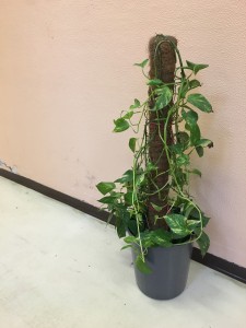 https://www.simonemassafra.com/files/gimgs/th-82_IMG_2065.jpg