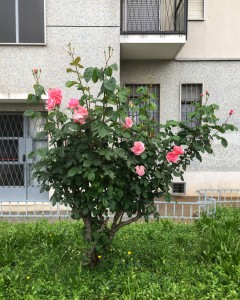 https://www.simonemassafra.com/files/gimgs/th-82_IMG_6133.jpg