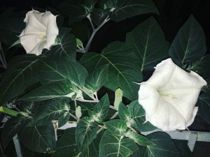 https://www.simonemassafra.com/files/gimgs/th-82_IMG_6538.jpg
